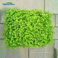 Plastic Künstliche Buchsbaum Green Grass Wall Für Innendekoration